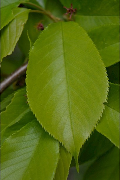 Листя вишні Шоколадниця